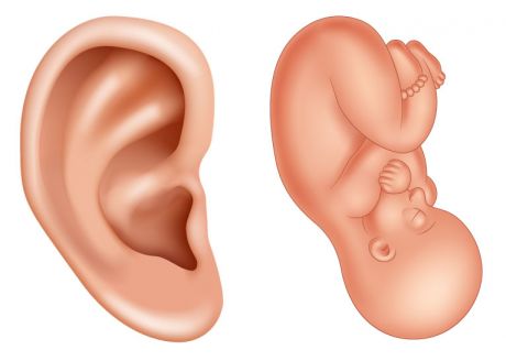 Es gibt auf dem Ohr für jedes Gewebe, jede Gehirnregion und jedes Organteil einen korrespondierenden Punkt oder Fläche.